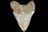 Bargain, Fossil Megalodon Tooth - North Carolina #79904-1